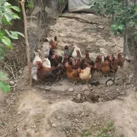 مرغ گلپایگانی
