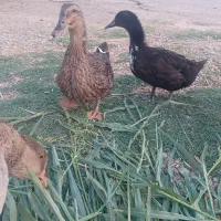 تخم اُردک