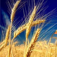 فروش گندم فوری