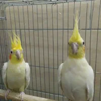معاوضه عروس هلندی با گرینچیک