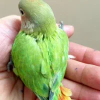 طوطی برزیلی رام و دستی جوجه