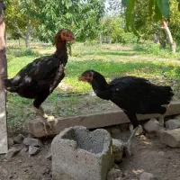 مرغ وخروس لاری
