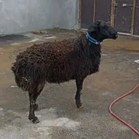 قوچ سیاه سه ساله