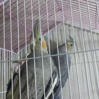 عروس هلندی سیامون