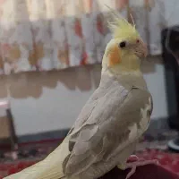 عروس هلندی گمشده
