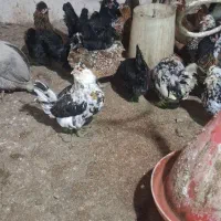 مرغ گلین|حیوانات مزرعه|فردوس (خراسان), |دیوار