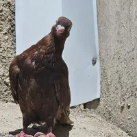 کبوتر صرب