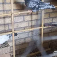 کبوتر نرسرورو زاغ دم سفید کاکلی ماده