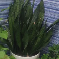 گل طبیعی