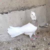 طوقی فروشی