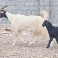 بز شیری با گیسه چاق