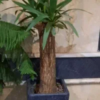 گیاه یوکا|گل و گیاه طبیعی|تهران, ائمه اطهار|دیوار