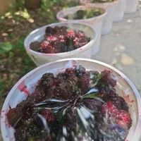 شاه توت