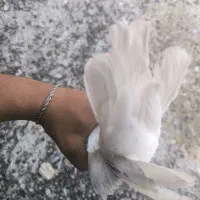 سفید|پرنده|بم, |دیوار