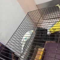 مرق عشق|پرنده|محمدشهر, محمدشهر|دیوار