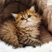 فروشگاه گربه های اصیل و نژاد دار ( تمام نژاد ها)