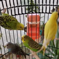 مرغ عشق