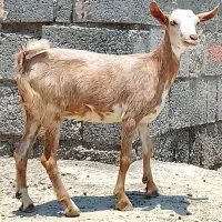 کهره