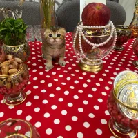 اسکاتیش بریتیش