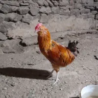 یک عدد خروس گلین