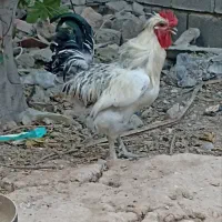 مرغ