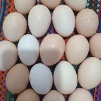 دانه ای ۱۸تومن