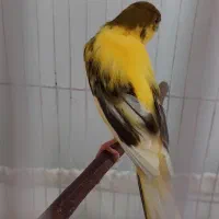 قناری نرمست آماده ابلغ