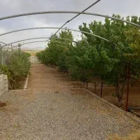 فروش-باغ-1000-متری-در-چادگان