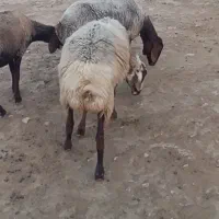 گوسفند