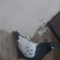 زاغ و سینه ای ملقی
