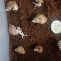 حلزون آلبینو