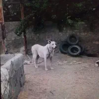 سگ سرابی‌ هر دو ماده