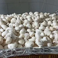 قارچ دکمه ای،فروش و تولید قارچ درجه1و2