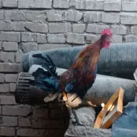 خروس عربی