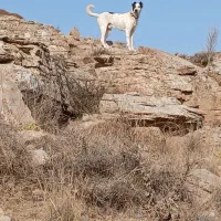 دوعدد سگ گوسفندی