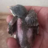 جوجه مینا شهریار