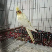 مجسمه عروس هلندی