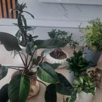 ۹گلدان ودواستند سالم ونو