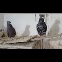 سرور دم سفید
