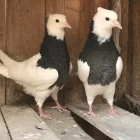 رنگی قیمت مناسب