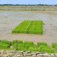 توم طارم اصلاح شده