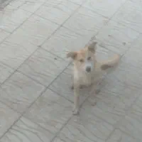 سگ گله|سگ|سنقر, |دیوار