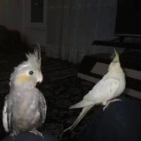 نقاشی|تابلو، نقاشی، عکس|جوانرود, |دیوار