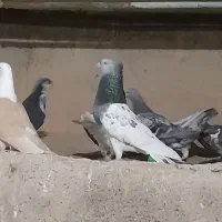 کفتر|پرنده|سبزوار, ایزی شهر|دیوار