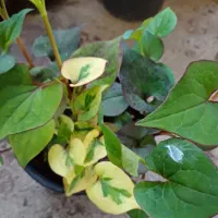 گل و گلدون|گل و گیاه طبیعی|خمام, |دیوار