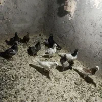 کبوتر پرشی