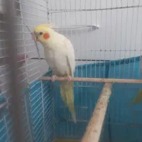 عروس هلندی