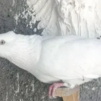 کفتر
