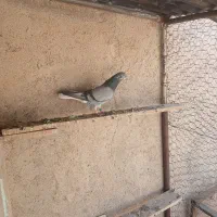 کفتر|پرنده|سرعین, |دیوار