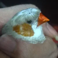 فنچ کاکلی جفت مولد